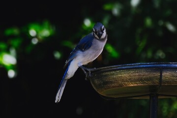 blue tit feeding on a feeder © Nomadalpics