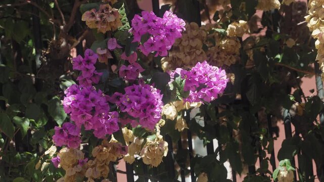Vibrant purple bougainvillea blossoms blooming alongside dried bracts on a trellis in bright sunlight