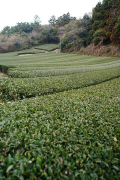 green tea plantation harvest time