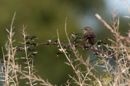 Dunnock perched on a bramble