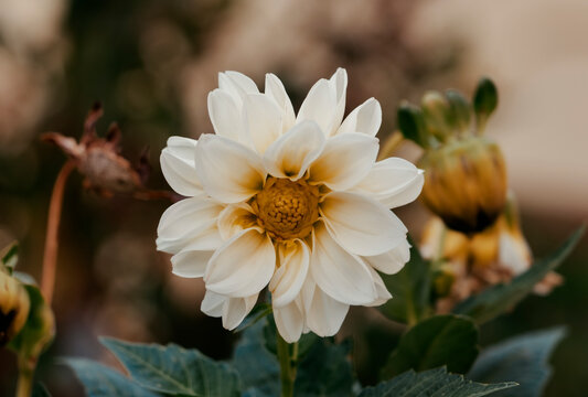 Blooming white dahlia hortensis flower in warm sunlight - seasonal outdoor botany symbol. Tender dahlia variabilis flora in tranquil garden environment. Elegant floral decoration 