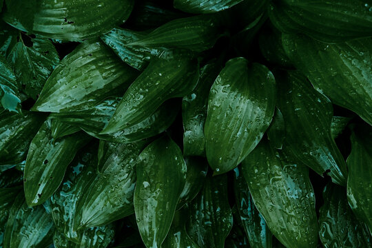 Green nature leaves background with Hosta lancifolia texture - lush botanical pattern with rain drops. Natural foliage environment, freshness concept and garden ecology wallpapers.
