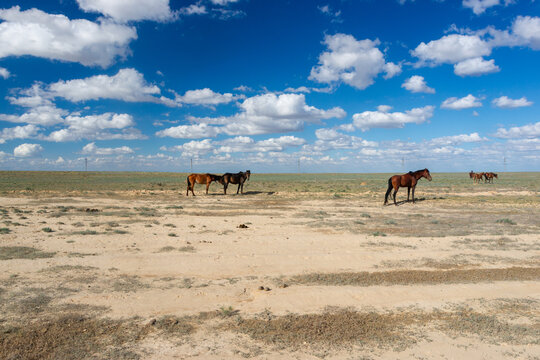 Wild horses graze on the steppe beneath a blue sky with fluffy clouds, with the horizon visible in the distance. Uzbekistan.