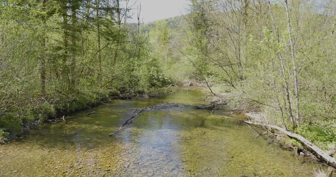 Pristine Forest River Landscape of Seebach in Central European Primeval Forest, Austria