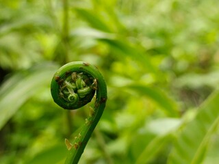 Macro view of fresh green fern fiddlehead spiral crozier in lush forest © Hambali