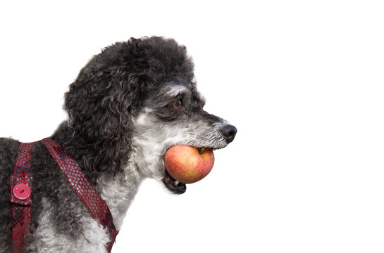 Isolated dog with apple in mouth. Side view of poodle with red apple between teeth. Concept for why dogs carry things around and dental health. Miniature harlequin poodle. Selective focus.