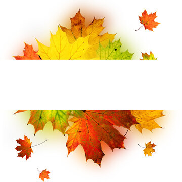 Colorful Autumn Leaves on White Background with Copy Space