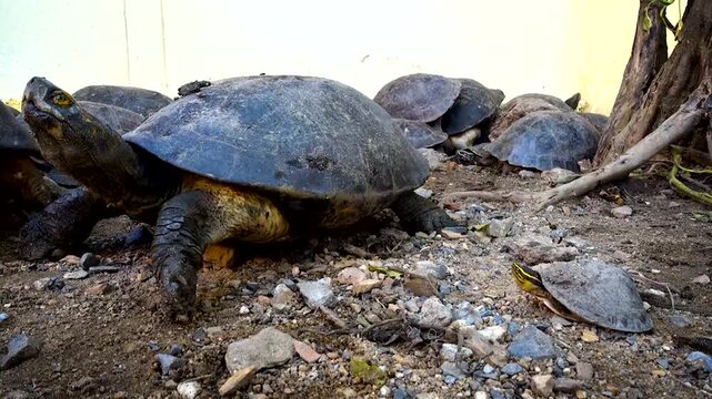 A group of turtles of various sizes resting on the ground in a natural habitat