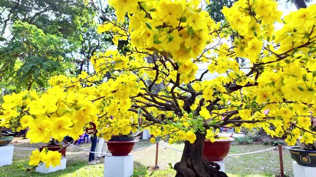 Bright yellow apricot blossoms (Ochna integerrima) bloom beautifully in ornamental pots at Tao Dan Park in Ho Chi Minh City, Vietnam, during the Vietnamese Lunar New Year