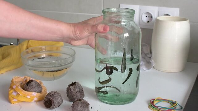 A woman transfers purchased medicinal leeches from a bag of peat into a jar of water. This process is part of hirudotherapy in a healthcare clinic setting.