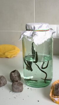 Medicinal leeches are placed in a jar of water after being moved from a bag of peat. The leeches start adjusting to their new environment. This process supports hirudotherapy.
