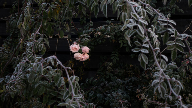 Delicate pink roses blooming on a bush with frozen leaves covered in morning hoarfrost