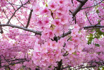 Cherry © Robertho Velásquez