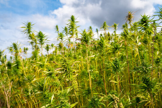 Hemp plant field, cannabis cultivation, dense green flower clusters, cannabaceae, agriculture, alternative medicine