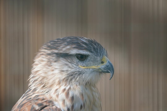 Ferruginous buzzard