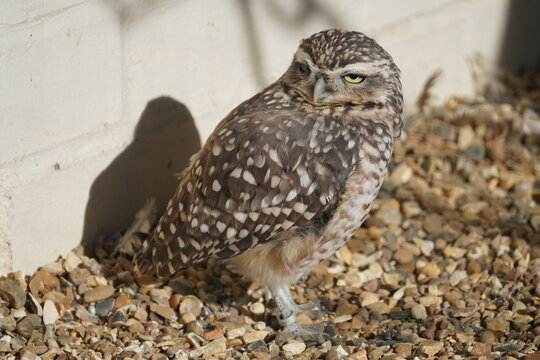 Burrowing owl