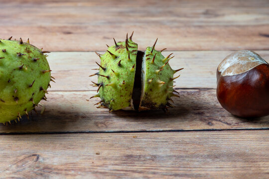 Horse Chestnut and Spiky Green Husks on Wood