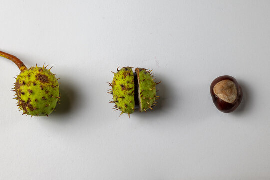 Horse Chestnut in Green Spiky Shell