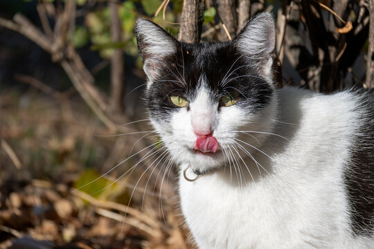 Black and White Cat Looking at Camera