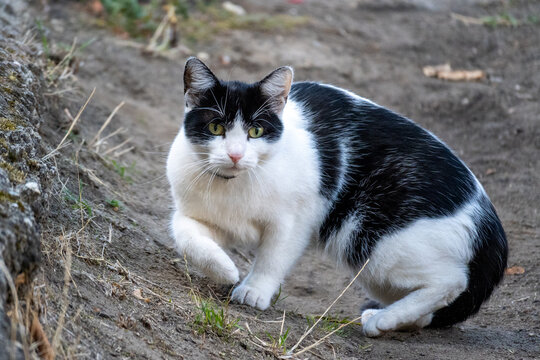 Black and White Cat Sitting on Garden Path