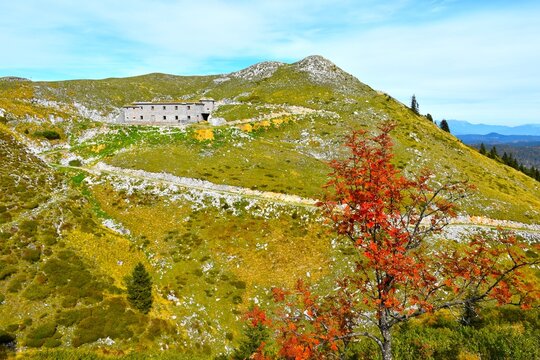 Alpine wall barracks at Možic and a red colored rowan (Sorbus aucuparia) tree in Julian alps, Gorenjska, Slovenia