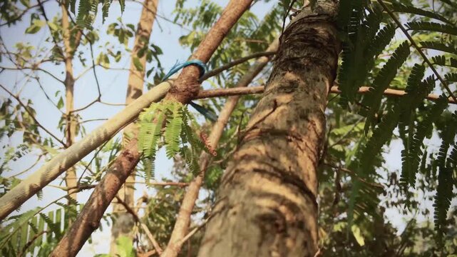 Close-up of a tree trunk tied to a bamboo support in a green outdoor setting