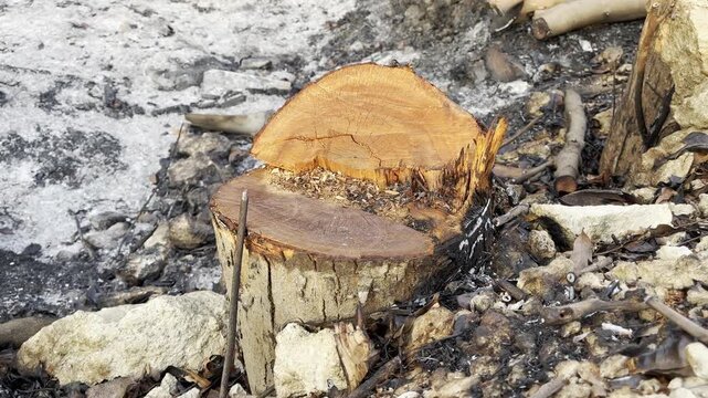 Freshly cut tree stump with bright orange core
