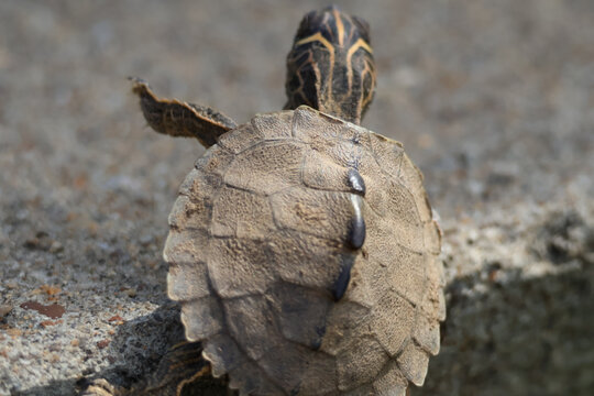 Baby mississippi map turtle rear view textured shell 05