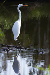 Great Egret Side Profile Portrait in a Dark Swamp Environment © Beau