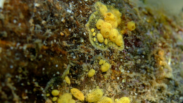 Colonial tunicate or ascidian, sea squirt (Symplegma brakenhielmi) close-up undersea, Ligurian Sea, Italy, Imperia
