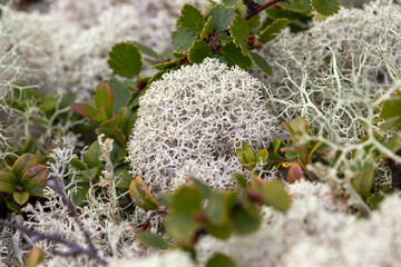 Star-tipped reindeer lichen Cladonia stellaris with dwarf birch Betula nana in subarctic tundra, Lake Kolvitsa © prambuwesas