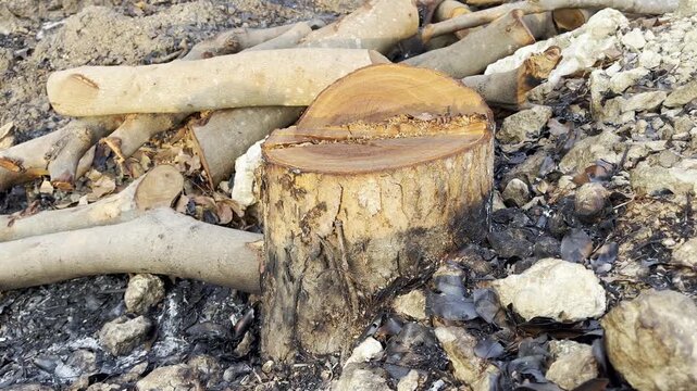 Freshly Cut Tree Stump with Vibrant Orange Wood Texture