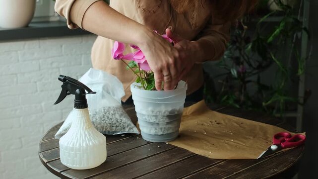 Replanting blooming pink cyclamen into pot filled with foam glass. Home gardening