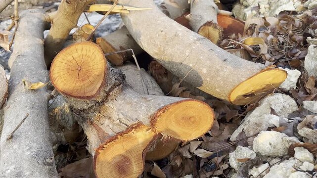 Freshly Cut Tree Branch with Vibrant Orange Core