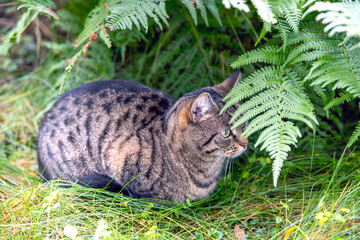 hiding cat on the grassautumn in aforest,sweden,sverige,nacka © Mats