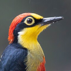 Detailed profile portrait closeup of colorful yellow-fronted woodpecker bird with red crown and sharp beak against soft grey background © DIMAS