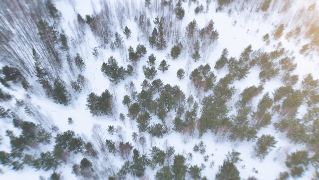 A high-angle winter view reveals dense fir and pine crowns scattered across fresh snow in the Ural Mountains, Russia, forming a quiet, remote woodland mosaic beneath clear cold daylight
