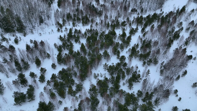 A high-angle aerial photograph shows evergreen pines and bare birch crowns amid fresh snow in the Ural taiga of Russia, revealing a remote winter woodland with a calm, natural canopy pattern