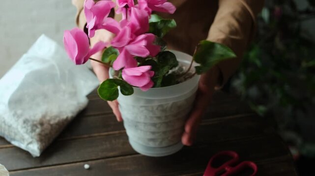 Replanting pink cyclamen into pot filled with foam glass. Home gardening