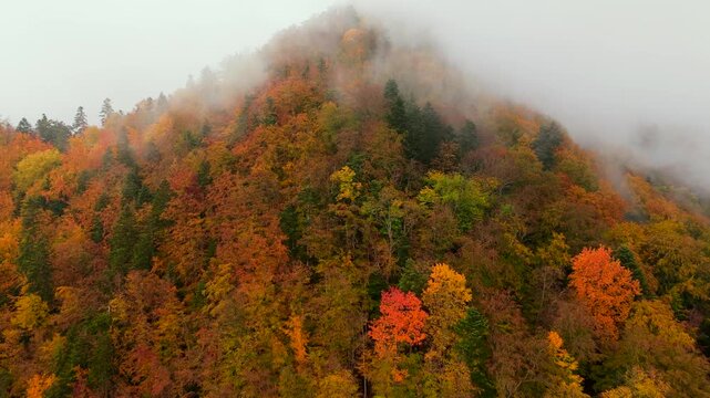Gorgeous colourful autumn in the mountains. Pieniny, Poland