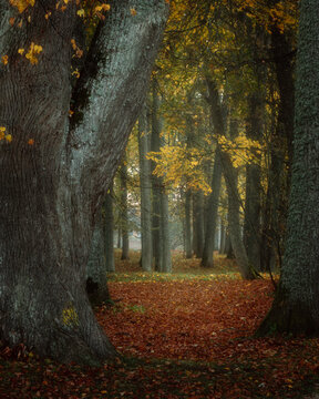 autumn in the park