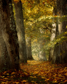 autumn in the forest