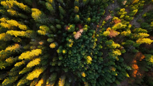 Top down view of the coniferous forest in autumn. Camera descends and rotates.