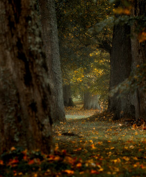 autumn in the forest