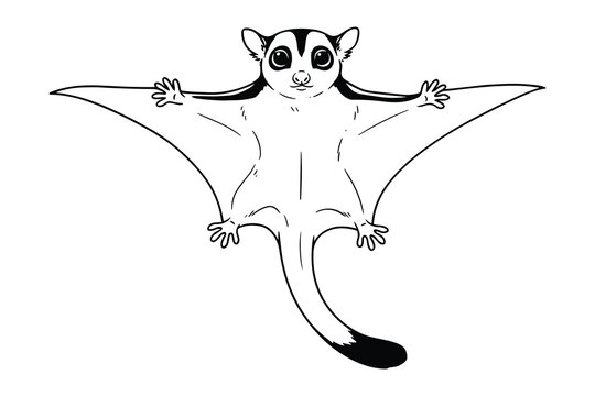 Cute sugar glider flying vector illustration
