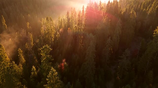 Dawn in the mountains in autumn. Sun rays break through the morning fog.