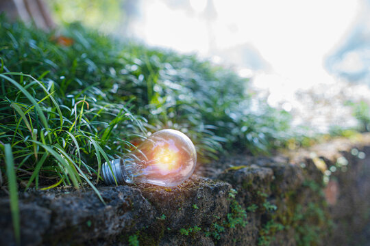 Light bulbs that grow, in the concept of energy in nature.