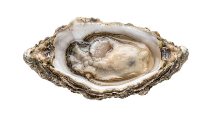 Fresh oyster meat in an open, rugged shell isolated against a deep black background © Ophelia