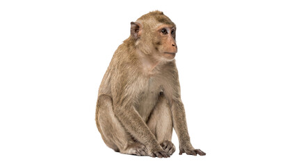 Sitting brown macaque monkey on transparent background looking right for wildlife and educational use. © Highres