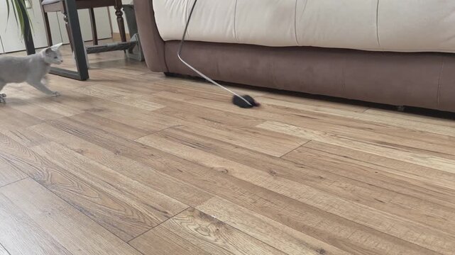 A five month old Russian Blue kitten crouches on a wooden floor and stalks a black mouse toy attached to a teaser wand. 